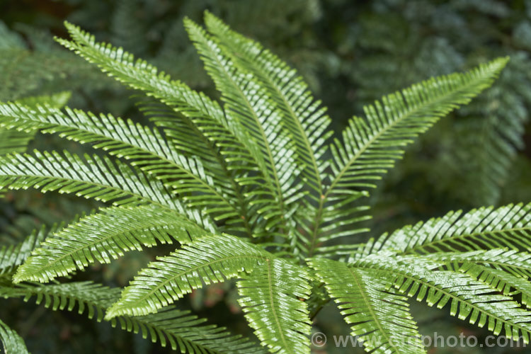 Fan Fern (<i>Sticherus flabellatus</i>), an evergreen fern native to southeastern Australia, much of New Zealand and also. Papua. New Guinea and New Caledonia. Its shining fronds weep somewhat, with a graceful layered effect. Order: Gleicheniales, Family: Gleicheniaceae