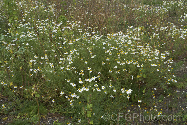 Scentless. Chamomile or Scentless. Mayweed (<i>Tripleurospermum inodorum [syn. Matricaria inodora]), an annual or short-lived perennial originally native to Eurasia but now widely naturalised in the temperate zones. In many places it is considered to be a weed, usually of waste ground. tripleurospermum-3530htm'>Tripleurospermum.