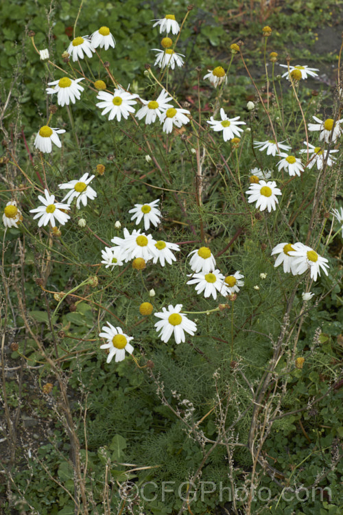 Scentless. Chamomile or Scentless. Mayweed (<i>Tripleurospermum inodorum [syn. Matricaria inodora]), an annual or short-lived perennial originally native to Eurasia but now widely naturalised in the temperate zones. In many places it is considered to be a weed, usually of waste ground. tripleurospermum-3530htm'>Tripleurospermum.