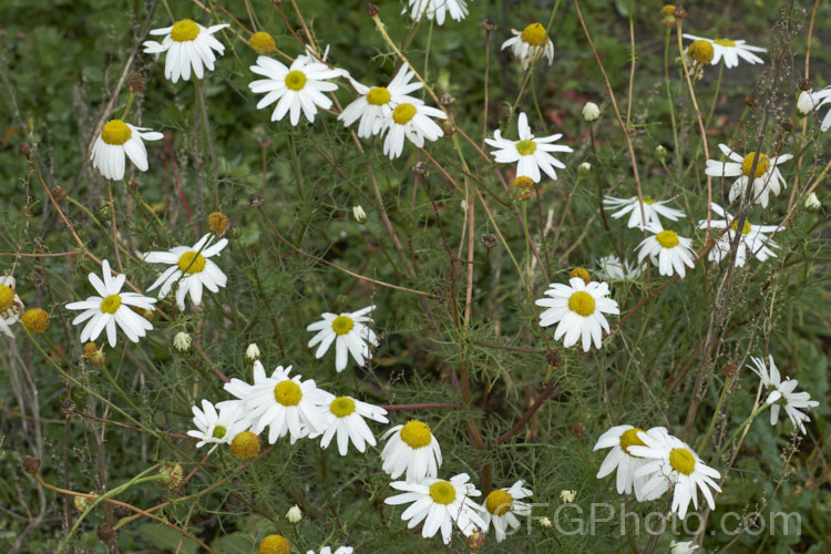 Scentless. Chamomile or Scentless. Mayweed (<i>Tripleurospermum inodorum [syn. Matricaria inodora]), an annual or short-lived perennial originally native to Eurasia but now widely naturalised in the temperate zones. In many places it is considered to be a weed, usually of waste ground. tripleurospermum-3530htm'>Tripleurospermum.