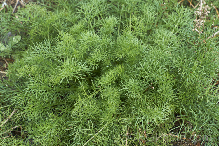 The young foliage of Scentless. Chamomile or Scentless. Mayweed (<i>Tripleurospermum inodorum [syn. Matricaria inodora]), an annual or short-lived perennial originally native to Eurasia but now widely naturalised in the temperate zones. In many places it is considered to be a weed, usually of waste ground. tripleurospermum-3530htm'>Tripleurospermum.