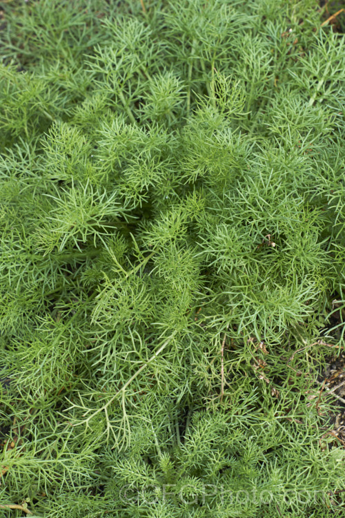 The young foliage of Scentless. Chamomile or Scentless. Mayweed (<i>Tripleurospermum inodorum [syn. Matricaria inodora]), an annual or short-lived perennial originally native to Eurasia but now widely naturalised in the temperate zones. In many places it is considered to be a weed, usually of waste ground. tripleurospermum-3530htm'>Tripleurospermum.