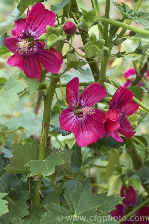 Island Mallow or Mission Mallow (<i>Malva assurgentiflora [syn. Lavatera assurgentiflora]), a 3m high x 3m wide, long-flowering, soft-stemmed, evergreen shrub native to California. Once quite rare in the wild, it is now spreading and has become established in several other countries, where it is usually considered a minor weed. Order: Malvales, Family: Malvaceae
