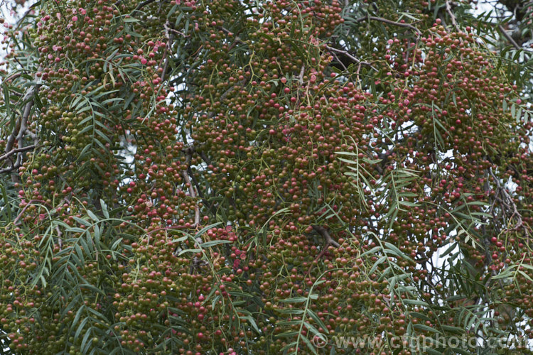Pepper. Tree (<i>Schinus molle var. areira</i>), a small, weeping tree native to Bolivia, southern Brazil and Paraguay. Its sprays of tiny green flowers are followed by dry brownish pink berries that can be used as a pepper substitute. schinus-2490htm'>Schinus. <a href='anacardiaceae-plant-family-photoshtml'>Anacardiaceae</a>.