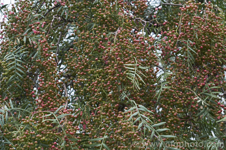 Pepper. Tree (<i>Schinus molle var. areira</i>), a small, weeping tree native to Bolivia, southern Brazil and Paraguay. Its sprays of tiny green flowers are followed by dry brownish pink berries that can be used as a pepper substitute. schinus-2490htm'>Schinus. <a href='anacardiaceae-plant-family-photoshtml'>Anacardiaceae</a>.