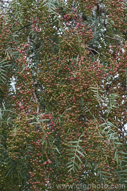 Pepper. Tree (<i>Schinus molle var. areira</i>), a small, weeping tree native to Bolivia, southern Brazil and Paraguay. Its sprays of tiny green flowers are followed by dry brownish pink berries that can be used as a pepper substitute. schinus-2490htm'>Schinus. <a href='anacardiaceae-plant-family-photoshtml'>Anacardiaceae</a>.