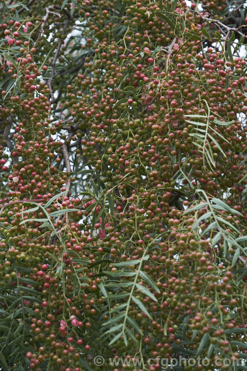 Pepper. Tree (<i>Schinus molle var. areira</i>), a small, weeping tree native to Bolivia, southern Brazil and Paraguay. Its sprays of tiny green flowers are followed by dry brownish pink berries that can be used as a pepper substitute. schinus-2490htm'>Schinus. <a href='anacardiaceae-plant-family-photoshtml'>Anacardiaceae</a>.