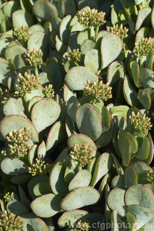 Crassula cotyledonis (syn. Crassula canescens var. latifolia</i>), a South African succulent that when not in flower very much resembles the plants of the genus. Cotyledon. However, its small creamy white flowers, which open form late winter quickly reveal it to be a Crassula. crassula-2829htm'>Crassula. <a href='crassulaceae-plant-family-photoshtml'>Crassulaceae</a>.