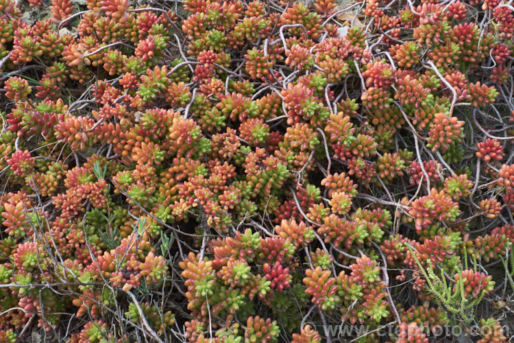 Jelly Bean Plant (<i>Sedum rubrotinctum</i>), a low, spreading, very fleshy leaved succulent native to California and Mexico. It leaves colour brightly in full sun, developing red and orange tones, which together with their shape and size give the plant its common name. The sprays of small yellow flowers appear mainly in spring. sedum-2492htm'>Sedum. <a href='crassulaceae-plant-family-photoshtml'>Crassulaceae</a>.