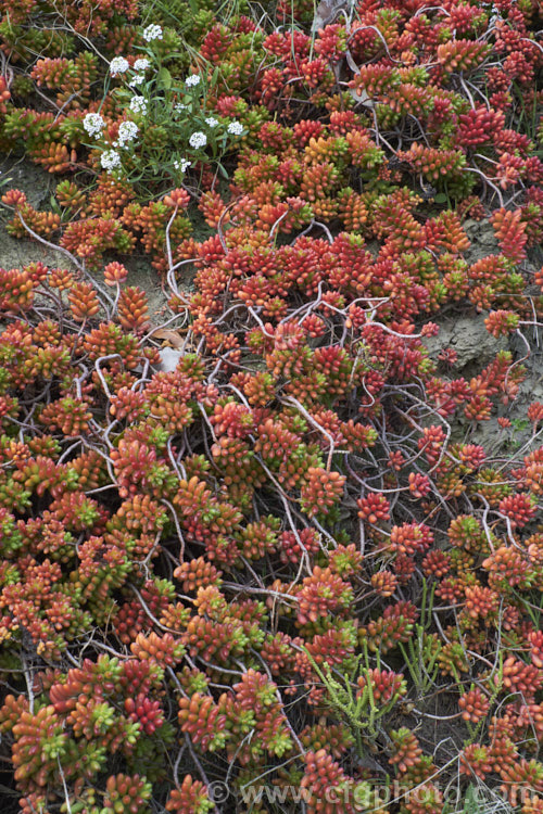 Jelly Bean Plant (<i>Sedum rubrotinctum</i>), a low, spreading, very fleshy leaved succulent native to California and Mexico. It leaves colour brightly in full sun, developing red and orange tones, which together with their shape and size give the plant its common name. The sprays of small yellow flowers appear mainly in spring. sedum-2492htm'>Sedum. <a href='crassulaceae-plant-family-photoshtml'>Crassulaceae</a>.