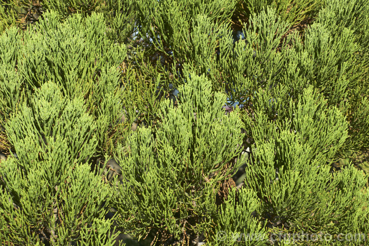 Cypress. Hebe (<i>Veronica cupressoides [syn. Hebe cupressoides, Leonohebe cupressoides]), an evergreen, summer-flowering shrub native to the eastern South Island of New Zealand, where it occurs at elevations up to 1500m. The small pale blue flowers are often largely hidden by the fine, conifer-like foliage