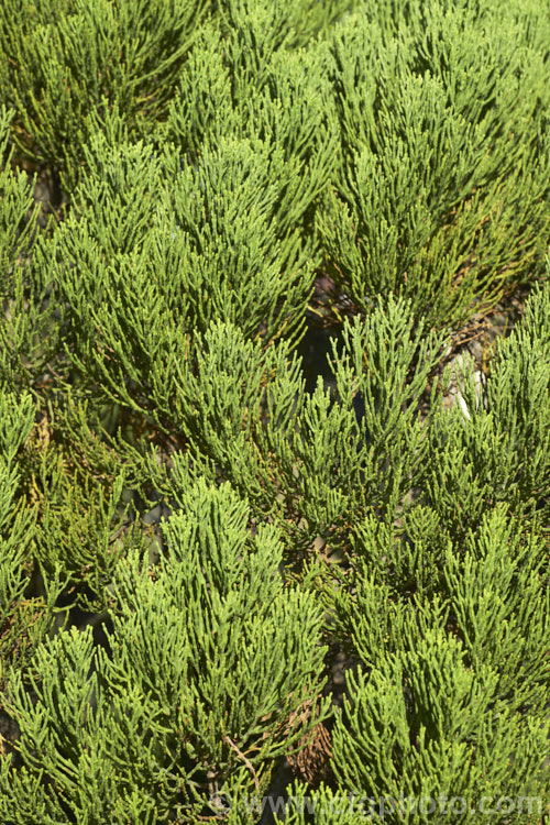Cypress. Hebe (<i>Veronica cupressoides [syn. Hebe cupressoides, Leonohebe cupressoides]), an evergreen, summer-flowering shrub native to the eastern South Island of New Zealand, where it occurs at elevations up to 1500m. The small pale blue flowers are often largely hidden by the fine, conifer-like foliage