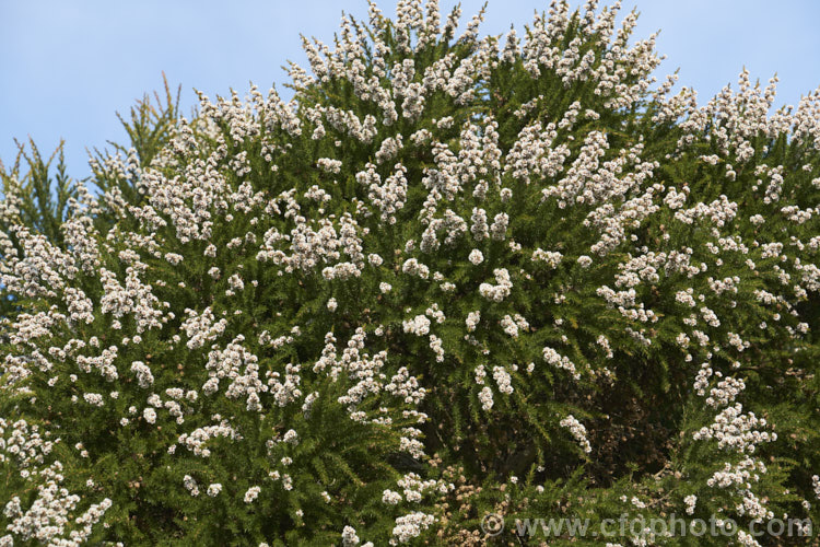 Taxandria juniperina (<i>Agonis juniperina</i>), a popular. Western Australian shrub or small tree often used in floristry. It blooms for a long period for early autumn until well into spring. taxandria-3350htm'>Taxandria. .