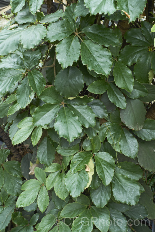 Chestnut. Vine or Lizard Plant (<i>Tetrastigma voinierianum</i>), a very strong-growing evergreen vine that is a member of the grape family (<i>Vitaceae</i>). It climbs by means of twining tendrils, has felted undersides on its young leaves, produces small green to cream flowers followed by brown fruits and is native to Laos and nearby parts of tropical Southeast Asia. tetrastigma-3535htm'>Tetrastigma. .
