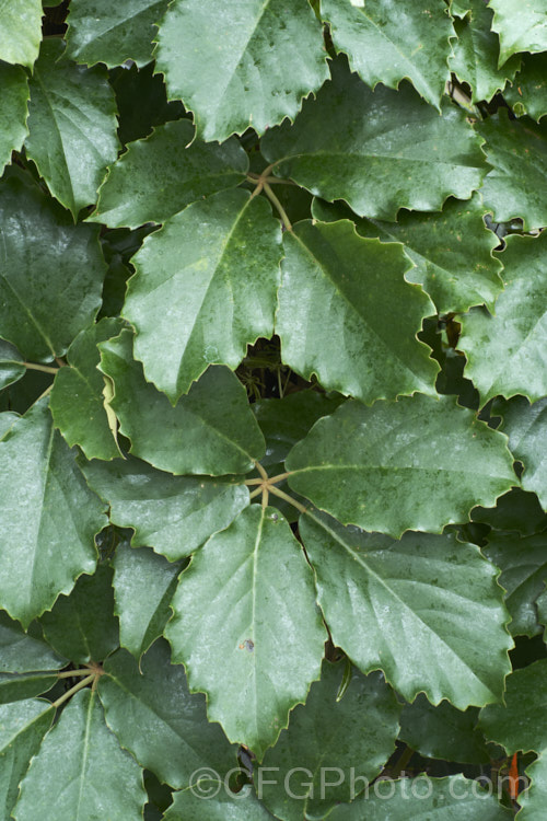 Chestnut. Vine or Lizard Plant (<i>Tetrastigma voinierianum</i>), a very strong-growing evergreen vine that is a member of the grape family (<i>Vitaceae</i>). It climbs by means of twining tendrils, has felted undersides on its young leaves, produces small green to cream flowers followed by brown fruits and is native to Laos and nearby parts of tropical Southeast Asia. tetrastigma-3535htm'>Tetrastigma. .