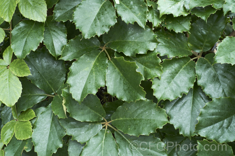 Chestnut. Vine or Lizard Plant (<i>Tetrastigma voinierianum</i>), a very strong-growing evergreen vine that is a member of the grape family (<i>Vitaceae</i>). It climbs by means of twining tendrils, has felted undersides on its young leaves, produces small green to cream flowers followed by brown fruits and is native to Laos and nearby parts of tropical Southeast Asia. tetrastigma-3535htm'>Tetrastigma. .