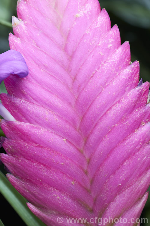 Tillandsia cyanea, a clump-forming epiphytic bromeliad native to Ecuador and Peru. Its fine, narrow leaves are up to 35cm long and its flower heads may reach 20cm long, Only a few of the purple-blue flowers are open at any one time, but this showy head of overlapping pink bracts can last for several months. Order: Poales, Family: Bromeliaceae