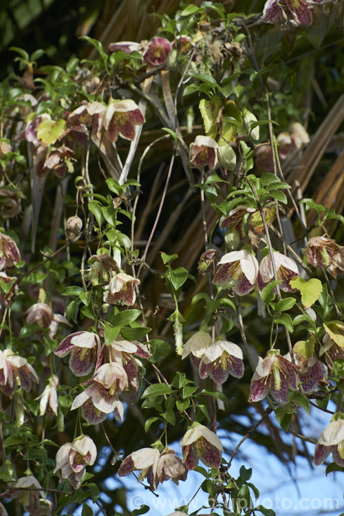 <i>Clematis cirrhosa</i> 'Freckles', a cultivar of <i>Clematis cirrhosa</i> var. <i>balearica</i>, a variety of a small-flowered, winter to spring blooming, evergreen climber native to southern Europe. Varietas <i>balearica</i> differs from the species most visibly in that its flowers are not pure creamy green but are instead purple-spotted inside. In 'Freckles', this effect is accentuated.
