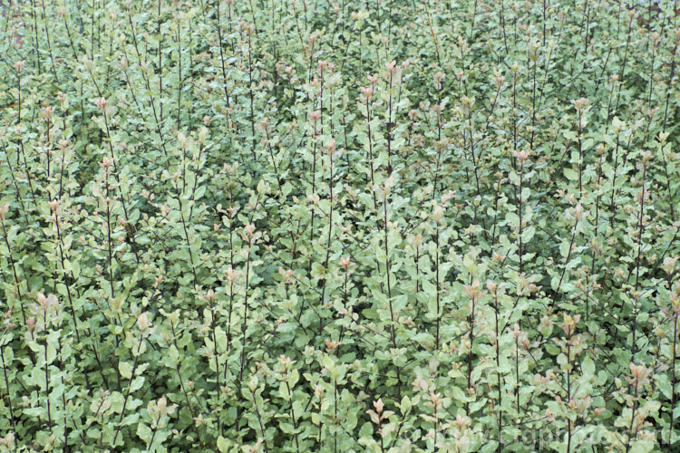 Pittosporum tenuifolium 'Wrinkle. Blue', one of the many cultivars of this evergreen New Zealand shrub 'Wrinkle. Blue' has somewhat blue-green foliage - an effect more apparent in winter - and the leaf edges have conspicuous undulations. Order: Apiales, Family: Pittosporaceae