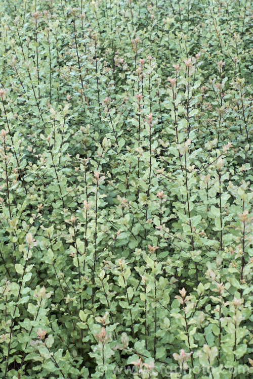 Pittosporum tenuifolium 'Wrinkle. Blue', one of the many cultivars of this evergreen New Zealand shrub 'Wrinkle. Blue' has somewhat blue-green foliage - an effect more apparent in winter - and the leaf edges have conspicuous undulations. Order: Apiales, Family: Pittosporaceae
