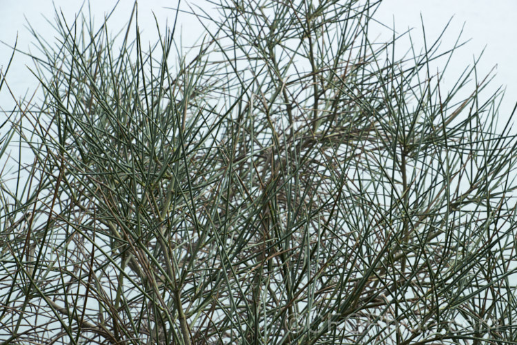 Spanish Broom (<i>Spartium junceum [syn. Genista juncea]) in winter, while leafless. This spring-flowering deciduous shrub, originally found around the Mediterranean has now become widely naturalised. While. Spanish Broom can be very showy in spring when covered in its yellow pea flowers, its invasive tendencies have made it a weed in many places. spartium-3537htm'>Spartium.
