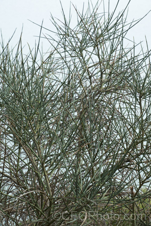 Spanish Broom (<i>Spartium junceum [syn. Genista juncea]) in winter, while leafless. This spring-flowering deciduous shrub, originally found around the Mediterranean has now become widely naturalised. While. Spanish Broom can be very showy in spring when covered in its yellow pea flowers, its invasive tendencies have made it a weed in many places. spartium-3537htm'>Spartium.
