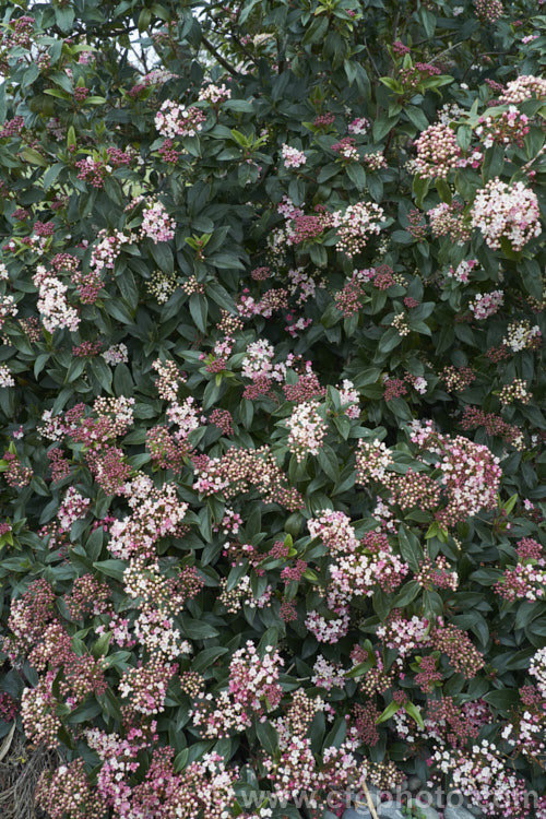 Viburnum tinus 'Gwenllian', a compact, heavy-flowering cultivar of the Laurustinus, an evergreen winter-spring-flowering shrub native to southern Europe and North Africa 'Gwenllian' is smaller in all dimensions than the species, with proportionally narrower leaves. It grows to around 15m high and wide. viburnum-2081htm'>Viburnum.. viburnum-2081htm'>Viburnum. <a href='adoxaceae-plant-family-photoshtml'>Adoxaceae</a>.