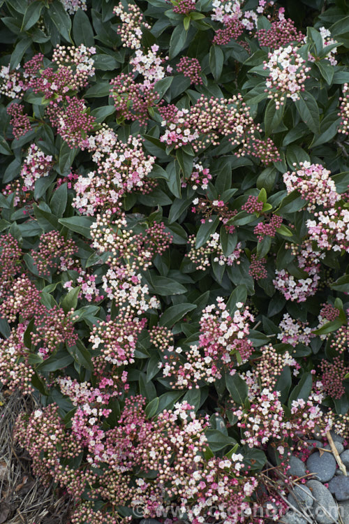 Viburnum tinus 'Gwenllian', a compact, heavy-flowering cultivar of the Laurustinus, an evergreen winter-spring-flowering shrub native to southern Europe and North Africa 'Gwenllian' is smaller in all dimensions than the species, with proportionally narrower leaves. It grows to around 15m high and wide. viburnum-2081htm'>Viburnum.. viburnum-2081htm'>Viburnum. <a href='adoxaceae-plant-family-photoshtml'>Adoxaceae</a>.