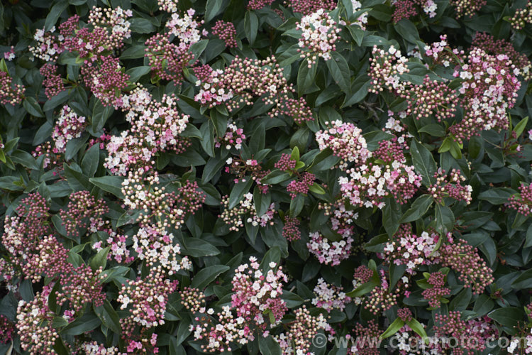 Viburnum tinus 'Gwenllian', a compact, heavy-flowering cultivar of the Laurustinus, an evergreen winter-spring-flowering shrub native to southern Europe and North Africa 'Gwenllian' is smaller in all dimensions than the species, with proportionally narrower leaves. It grows to around 15m high and wide. viburnum-2081htm'>Viburnum.. viburnum-2081htm'>Viburnum. <a href='adoxaceae-plant-family-photoshtml'>Adoxaceae</a>.