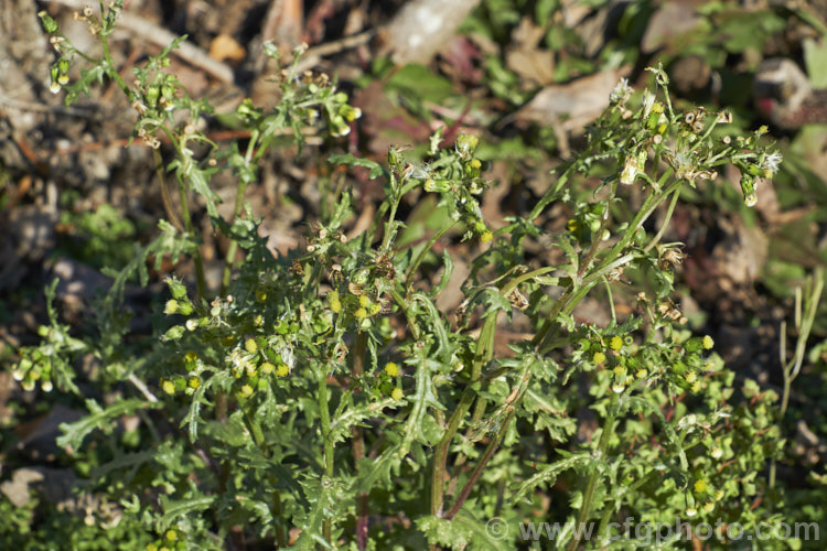 Groundsel (<i>Senecio vulgaris</i>), a weak-stemmed, fleshy-leafed. European annual daisy that has widely naturalised and become a weed in many parts of the world. The petalless flowerhead quickly develop into small dandelion-like fluffy heads of wind-borne seed. senecio-3303htm'>Senecio.