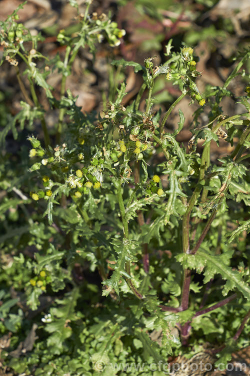 Groundsel (<i>Senecio vulgaris</i>), a weak-stemmed, fleshy-leafed. European annual daisy that has widely naturalised and become a weed in many parts of the world. The petalless flowerhead quickly develop into small dandelion-like fluffy heads of wind-borne seed. senecio-3303htm'>Senecio.