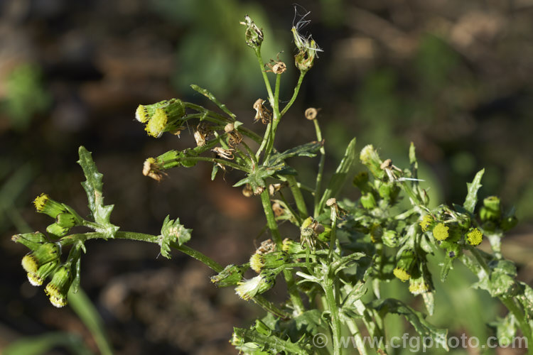 Groundsel (<i>Senecio vulgaris</i>), a weak-stemmed, fleshy-leafed. European annual daisy that has widely naturalised and become a weed in many parts of the world. The petalless flowerhead quickly develop into small dandelion-like fluffy heads of wind-borne seed. senecio-3303htm'>Senecio.