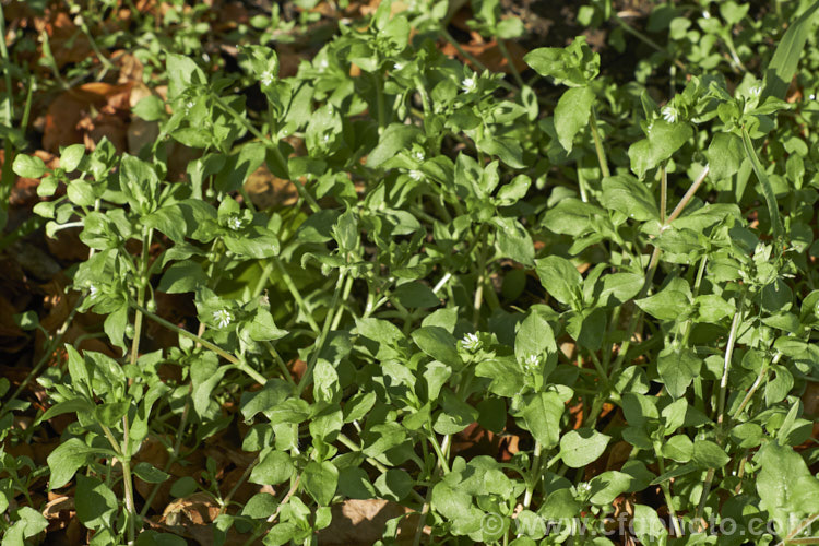Chickweed (<i>Stellaria media</i>), an annual or short-lived perennial garden weed that often appears on recently cultivated ground. It has a cosmopolitan distribution. stellaria-2526htm'>Stellaria. Order: Caryophyllales, Family: Caryophyllaceae