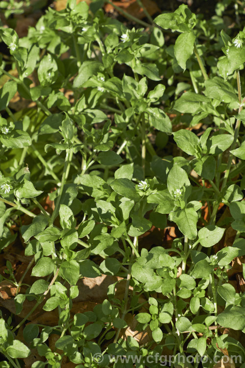 Chickweed (<i>Stellaria media</i>), an annual or short-lived perennial garden weed that often appears on recently cultivated ground. It has a cosmopolitan distribution. stellaria-2526htm'>Stellaria. Order: Caryophyllales, Family: Caryophyllaceae