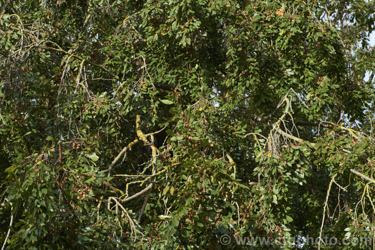 Chinese Elm or Lacebark (<i>Ulmus parvifolia</i>), a small-leafed elm for. China, Korea and Japan. It is semi-evergreen, has attractive flaking bark and grows to around 25m high. Tiny autumn-borne flowers are followed by conspicuous green samara that brown as they ripen. Order: Rosales, Family: Ulmaceae