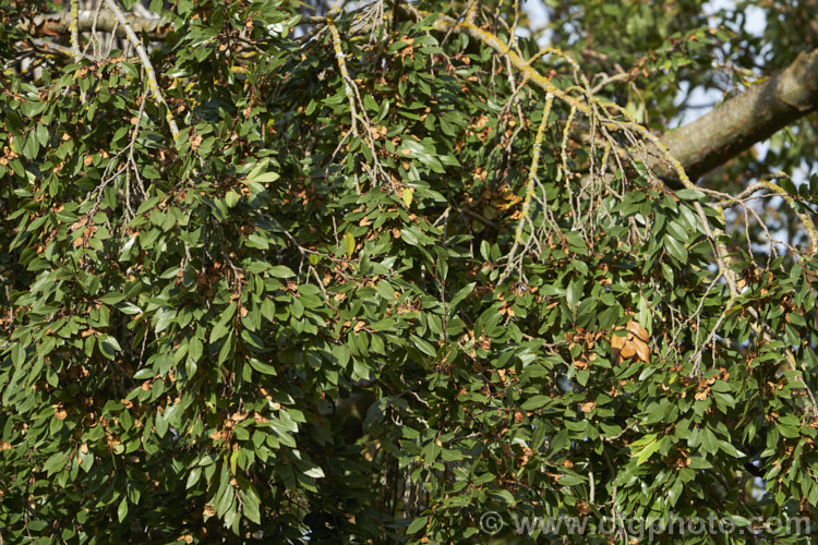 Chinese Elm or Lacebark (<i>Ulmus parvifolia</i>), a small-leafed elm for. China, Korea and Japan. It is semi-evergreen, has attractive flaking bark and grows to around 25m high. Tiny autumn-borne flowers are followed by conspicuous green samara that brown as they ripen. Order: Rosales, Family: Ulmaceae