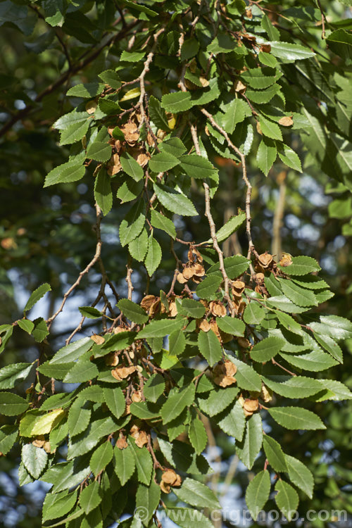 Chinese Elm or Lacebark (<i>Ulmus parvifolia</i>), a small-leafed elm for. China, Korea and Japan. It is semi-evergreen, has attractive flaking bark and grows to around 25m high. Tiny autumn-borne flowers are followed by conspicuous green samara that brown as they ripen. Order: Rosales, Family: Ulmaceae