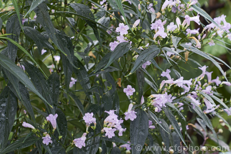 <a href='acanthaceae-plant-family-photoshtml'>Acanthaceae</a>