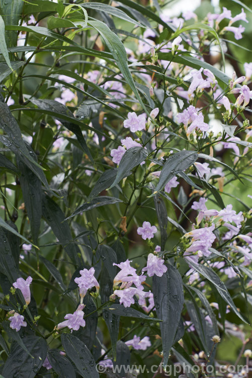 <a href='acanthaceae-plant-family-photoshtml'>Acanthaceae</a>