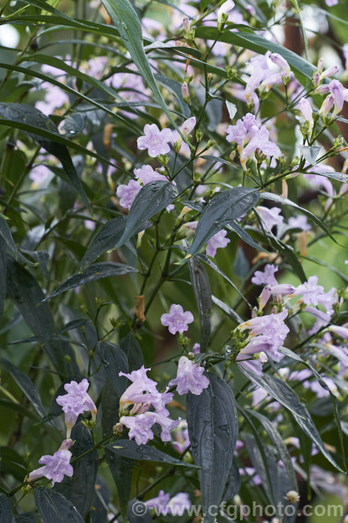 <a href='acanthaceae-plant-family-photoshtml'>Acanthaceae</a>