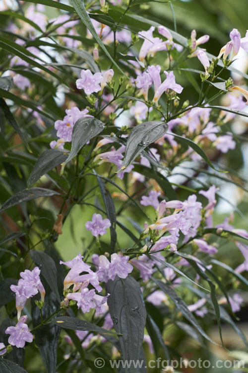 <a href='acanthaceae-plant-family-photoshtml'>Acanthaceae</a>