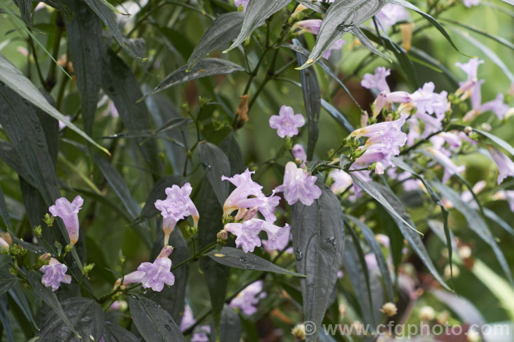 <a href='acanthaceae-plant-family-photoshtml'>Acanthaceae</a>
