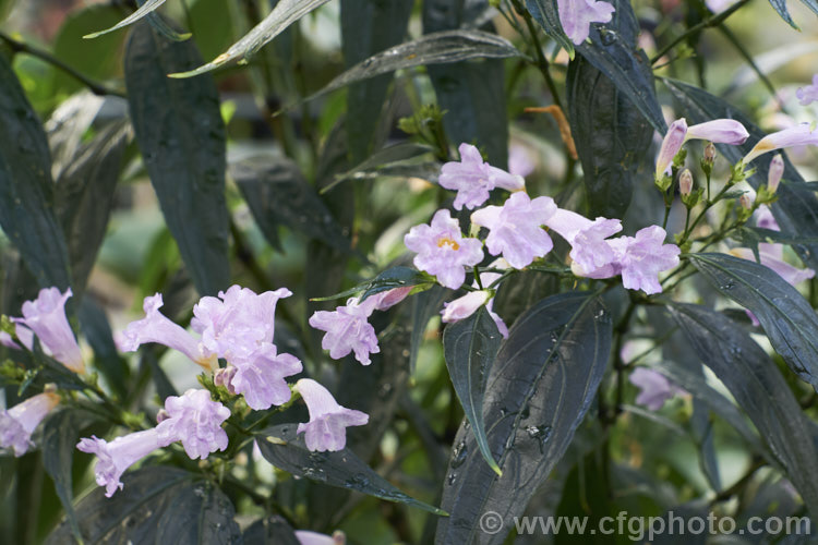 <a href='acanthaceae-plant-family-photoshtml'>Acanthaceae</a>