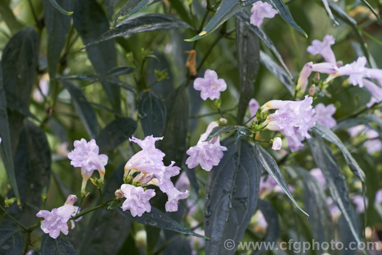 <a href='acanthaceae-plant-family-photoshtml'>Acanthaceae</a>