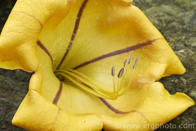 Cup of Gold or Chalice. Vine (<i>Solandra maxima [syn. Solandra nitida]), a strong-growing evergreen climber to 9m high and wide, found naturally from Mexico to Venezuela and Colombia