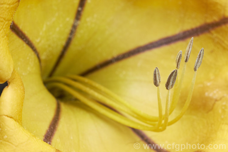 Cup of Gold or Chalice. Vine (<i>Solandra maxima [syn. Solandra nitida]), a strong-growing evergreen climber to 9m high and wide, found naturally from Mexico to Venezuela and Colombia