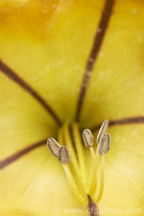 Cup of Gold or Chalice. Vine (<i>Solandra maxima [syn. Solandra nitida]), a strong-growing evergreen climber to 9m high and wide, found naturally from Mexico to Venezuela and Colombia
