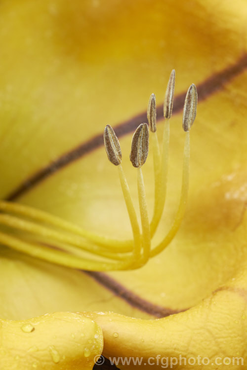 Cup of Gold or Chalice. Vine (<i>Solandra maxima [syn. Solandra nitida]), a strong-growing evergreen climber to 9m high and wide, found naturally from Mexico to Venezuela and Colombia