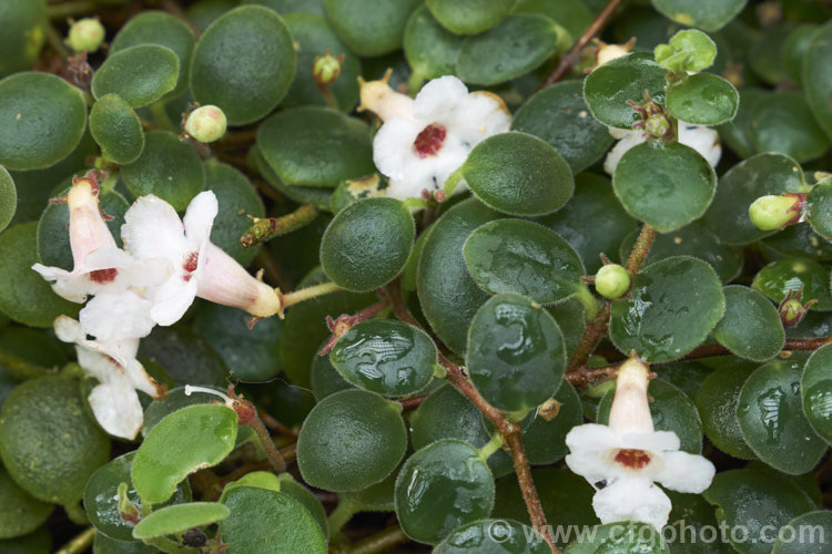 Codonanthe carnosa (syn. Codonanthe devosiana</i>) 'Paula', a long-flowering cultivar of a small, evergreen, trailing perennial native to Brazil. It is usually cultivated as a house plant, most often in hanging baskets or in tall pots that allow for it growth habit. The small white flowers are followed by orange fruits. codonanthe-2812htm'>Codonanthe
