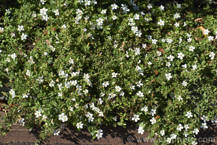 <a href='scrophulariaceae-plant-family-photoshtml'>Scrophulariaceae</a>